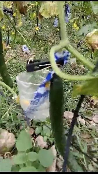 晚上野地里吃瓜视频,一场别开生面的野餐体验